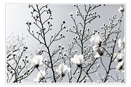 Poster  White Blossoms 1 - Mareike Böhmer