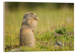 Hout print  Marmot in Summertime - Dieter Meyrl