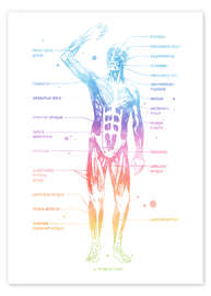 Poster  Rainbow muscle system I. - Mod Pop Deco