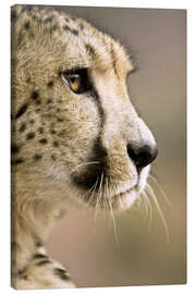 Canvas print  Profile of a cheetah - Janet Muir