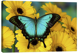 Canvas print  Sea green swallowtail - Darrell Gulin