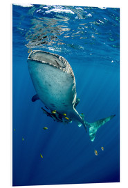 PVC print  Whale shark under water - Pete Oxford