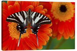 Canvas print  Knight butterfly on gerbera - Darrell Gulin