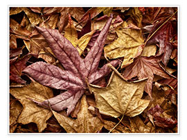 Poster Autumn leaves