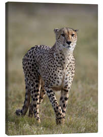 Canvas print  Watchful cheetah - James Hager
