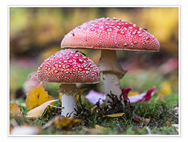 Poster Toadstools in autumn leaves