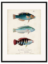 Ingelijste kunstdruk  Antique fish trio - Vision Studio