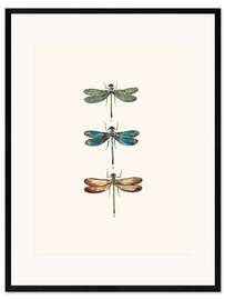 Ingelijste kunstdruk  Vintage dragonflies - Patruschka