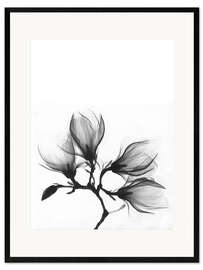 Ingelijste kunstdruk  X-ray image of a magnolia - Art Couture